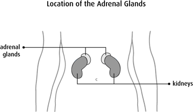 Diagram of the location of the adrenal glands