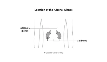 Diagram of the location of the adrenal glands