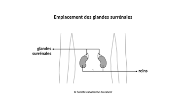 Schéma de l’emplacement des glandes surrénales