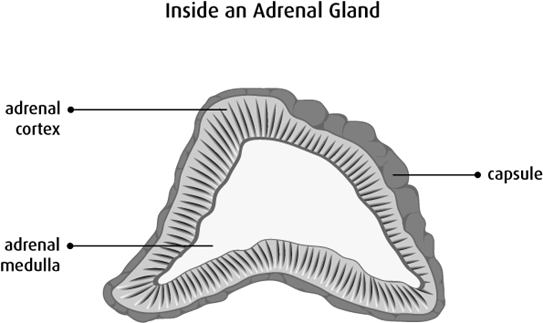 Diagram of inside an adrenal gland