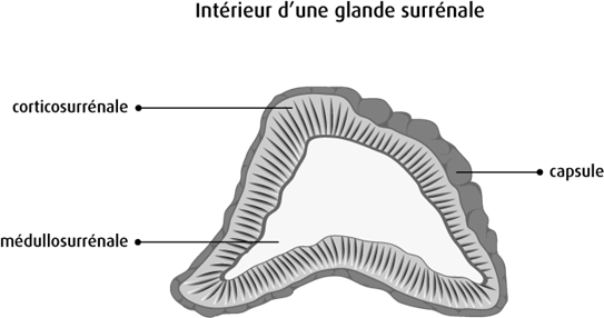 Schéma de l'intérieur d'une glande surrénale