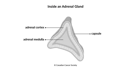 Diagram of the inside of an adrenal gland