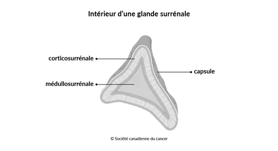 Schéma de l’intérieur d'une glande surrénale
