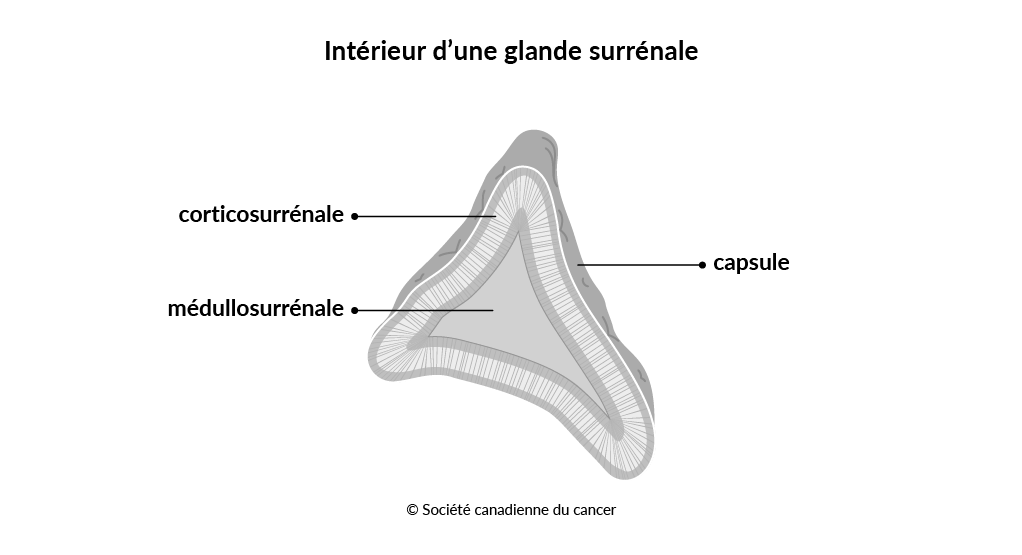 Schéma de l’intérieur d'une glande surrénale