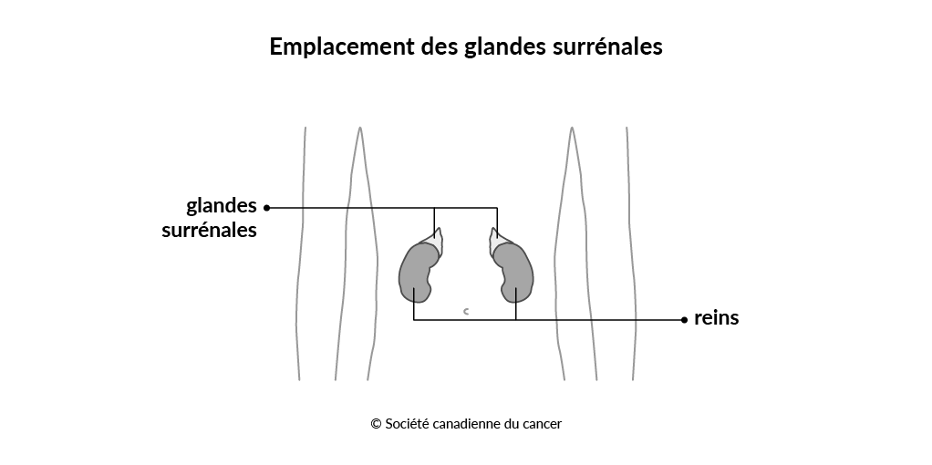 Schéma de l’emplacement des glandes surrénales