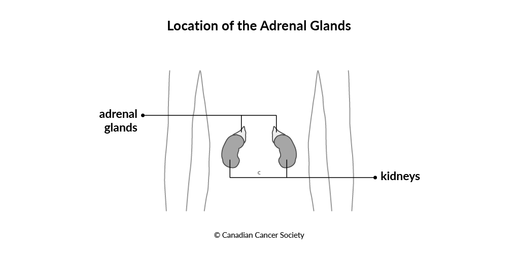 Diagram of the location of the adrenal glands