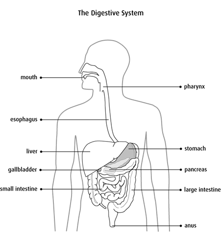 Diagram of the digestive system