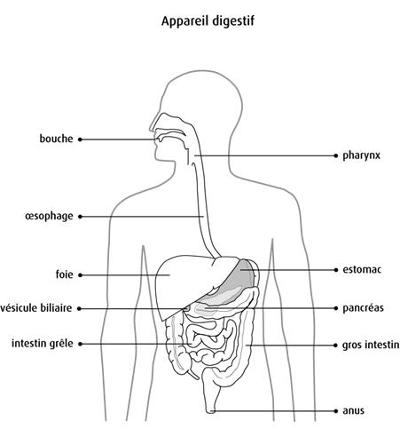 Schéma de l'appareil digestif