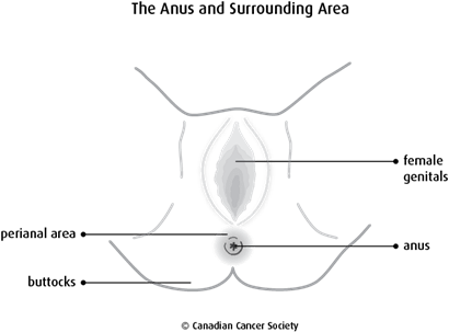 Diagram of the anus and surrounding area