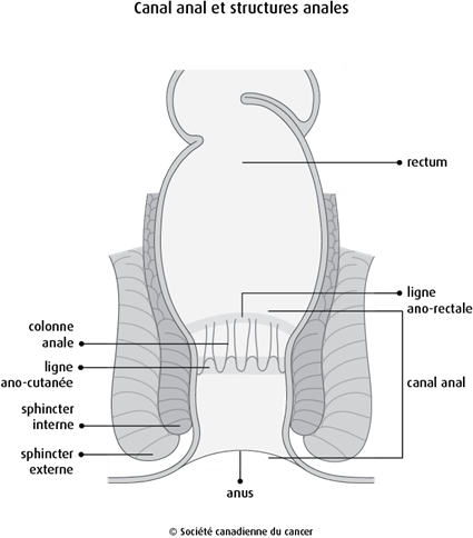 Schéma du canal anal et des structures anales