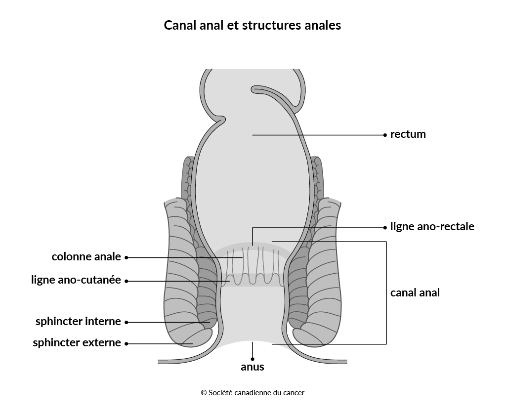  Schéma du canal anal et des structures anales 