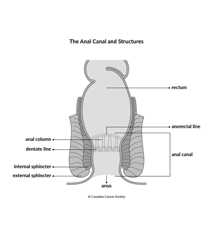 Diagram of the anal canal and structures