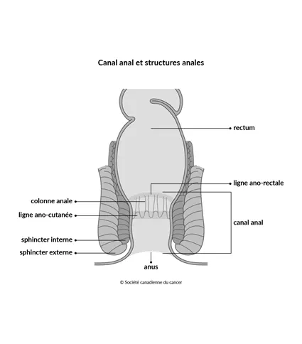 Schéma du canal anal et des structures anales