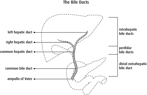 Diagram of the bile ducts