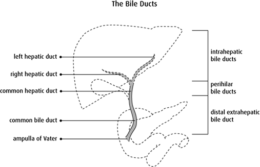 Diagram of the bile ducts
