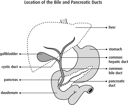 Diagram of the location of the bile and pancreatic ducts