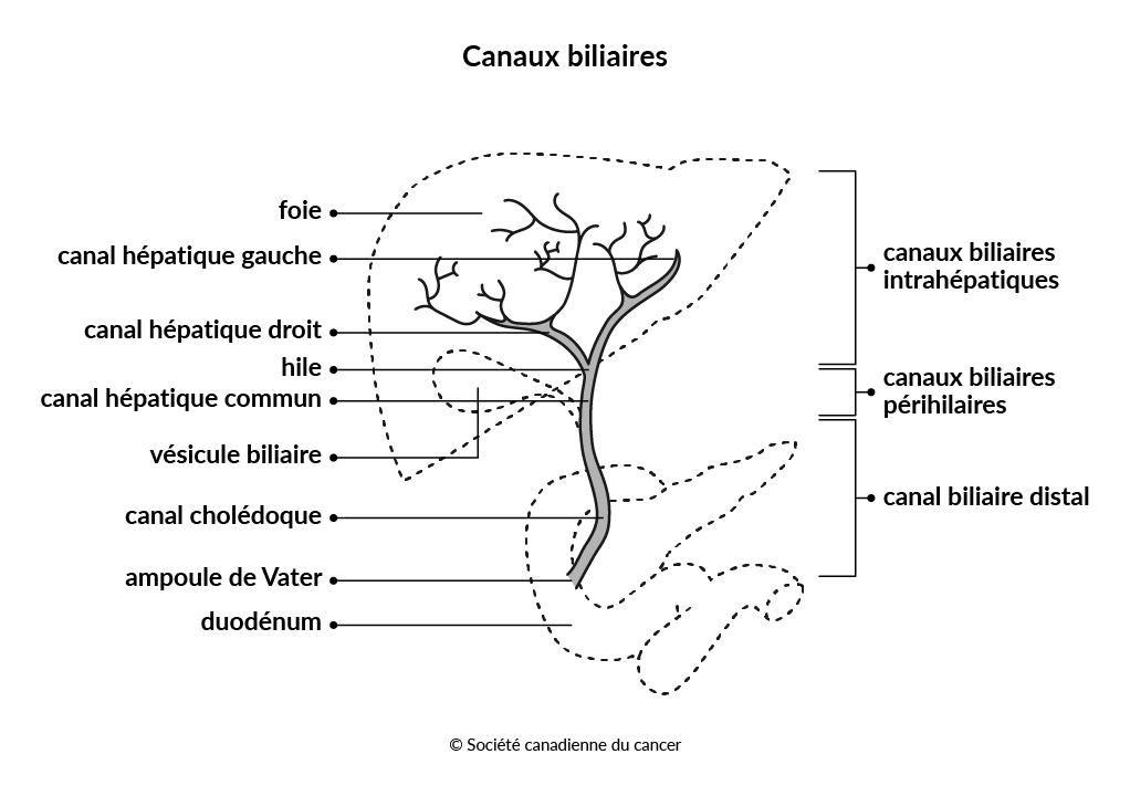 Schéma de la structure des canaux biliaires
