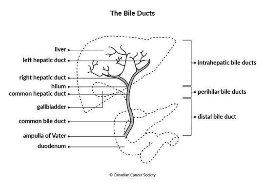 Diagram of the structure of the bile ducts
