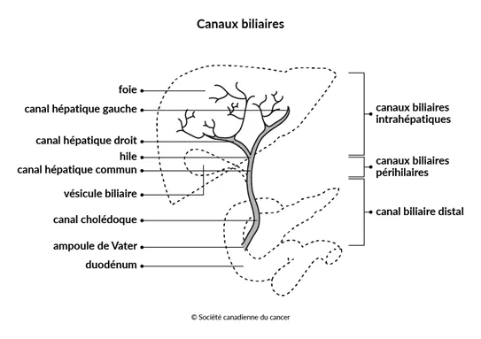 Schéma de la structure des canaux biliaires