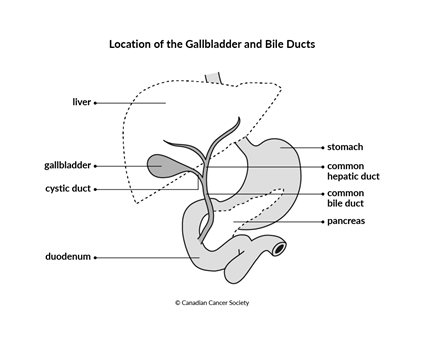 Gallbladder Location Rear View What are biliary tract cancers? | Canadian Cancer Society