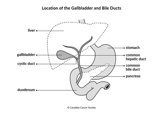 Diagram of the location of the gallbladder and bile ducts