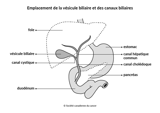 Schéma de l’emplacement de la vésicule biliaire et des canaux biliaires