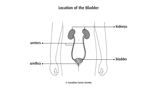 Diagram of the location of the bladder