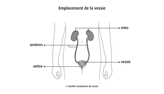 Emplacement de la vessie