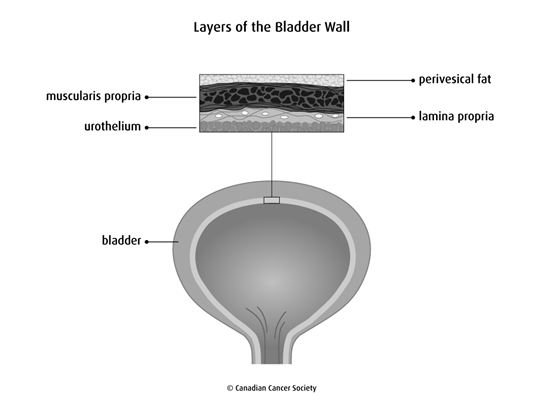 Diagram of the layers of the bladder wall