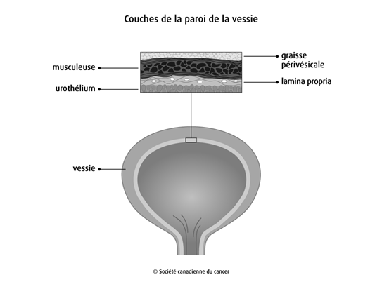 Schéma des couches de la paroi de la vessie