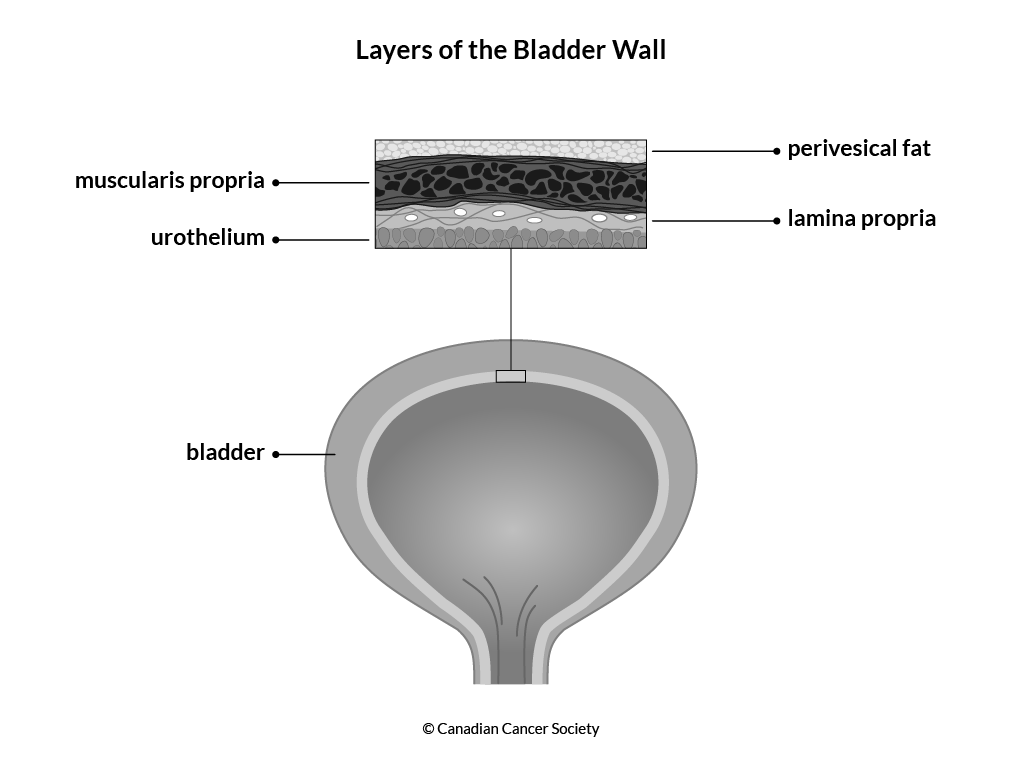Diagram of the layers of the bladder wall