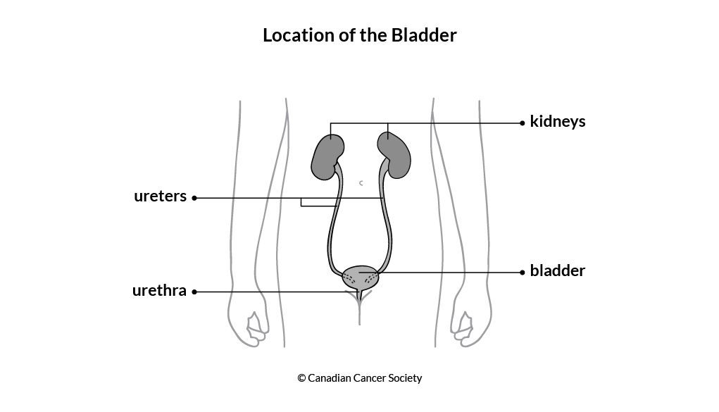 Diagram of the location of the bladder