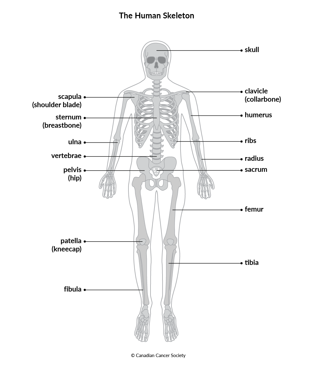 Diagram of the human skeleton