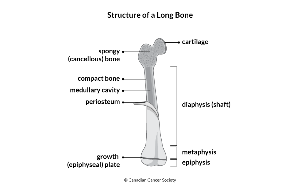 Diagram of the structure of a long bone