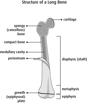 Diagram of the structure of a long bone