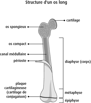 Schéma de la structure d'un os long