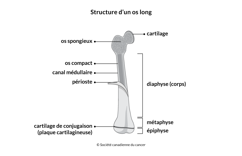 Schéma de la structure d'un os long