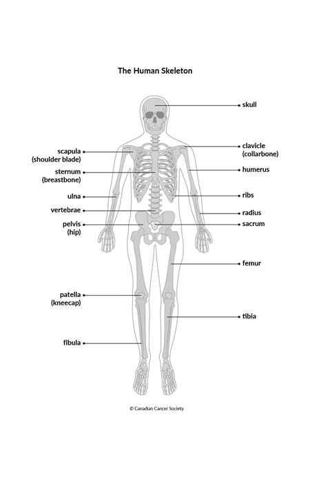 Scapula Diagram  Anatomy organs, Human anatomy, Anatomy