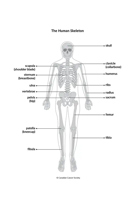 Diagram of the human skeleton