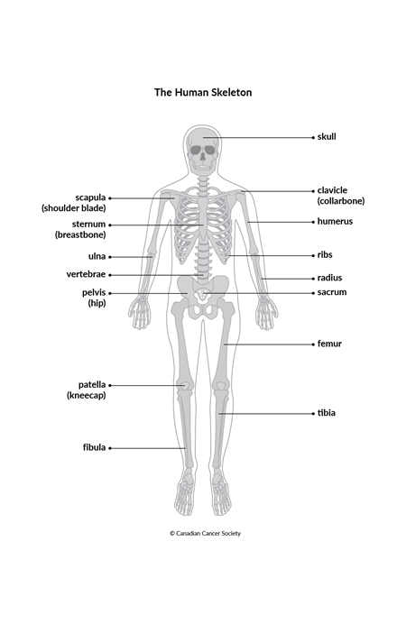 The bones  Canadian Cancer Society