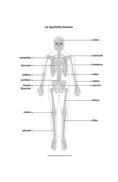 Colonne Vertébrale Moelle Épinière L'anatomie Squelette Humain