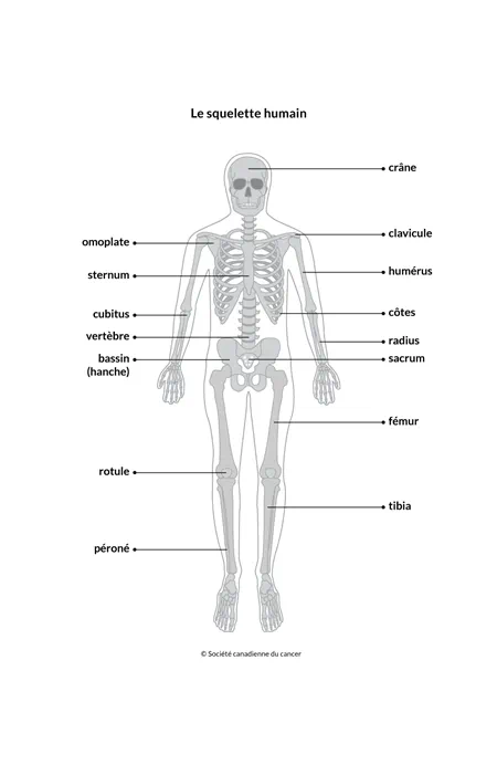 Schéma du squelette humain