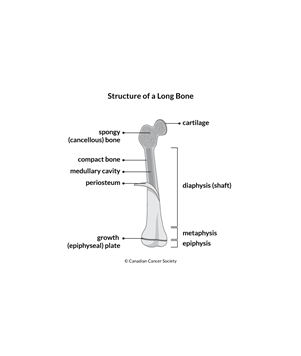 Diagram of the structure of a long bone