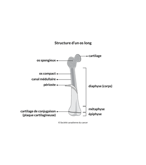 Schéma de la structure d'un os long
