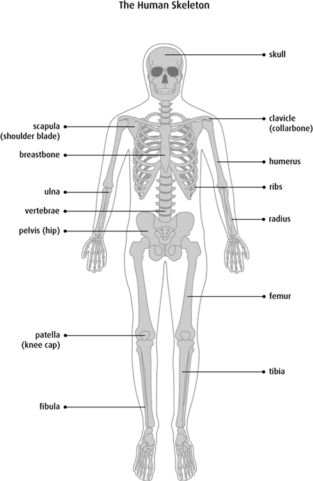 Diagram of the human skeleton