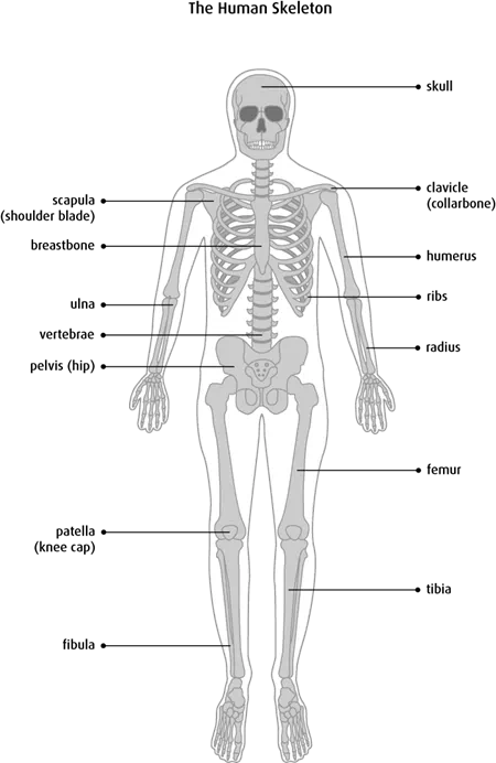 Diagram of the human skeleton
