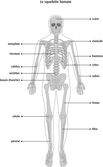 Schéma du squelette humaine