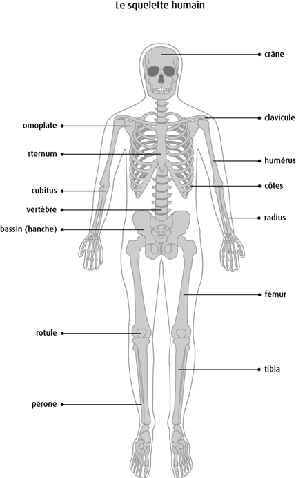 Schéma du squelette humaine