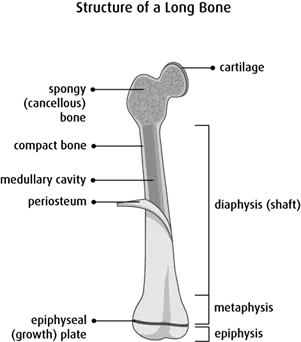 Diagram of a long bone