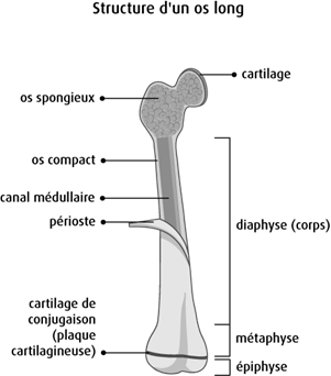 Schéma de la structure d'un os long
